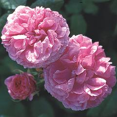 rosacentifolia 1